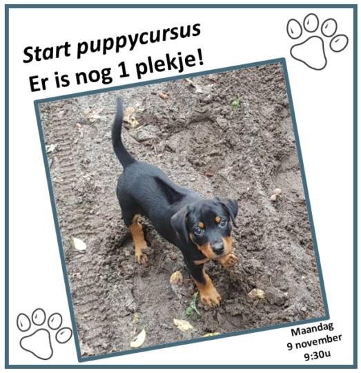 start-puppycursus